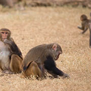 Primate Center